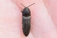 Cidnopus pilosus