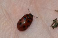 Gonioctena decemnotata