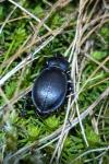 Carabus nemoralis