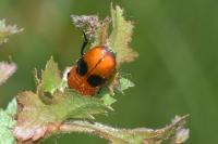 Clytra laeviuscula