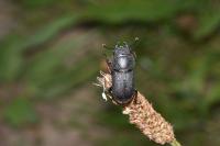 Dorcus parallelipipedus