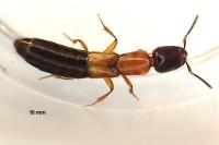 Xantholinus elegans