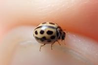 Tytthaspis sedecimpunctata