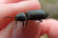 Selatosomus latus