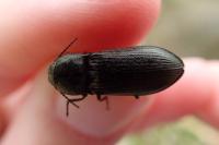 Selatosomus latus