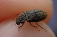 Helophorus