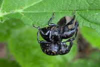 Liparus germanus