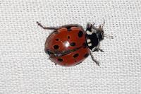 Anatis ocellata