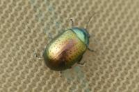 Chrysolina hyperici