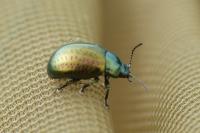 Chrysolina hyperici
