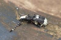Platystomos albinus