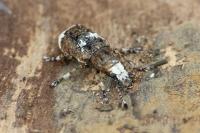 Platystomos albinus
