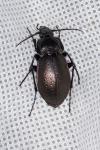 Carabus nemoralis