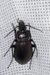 Carabus nemoralis