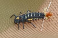 Anatis ocellata