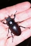 Lucanus cervus
