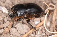 Copris lunaris