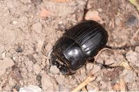 Copris lunaris