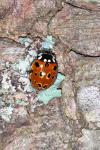 Anatis ocellata