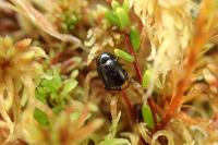 Cryptocephalus biguttatus
