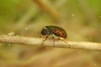Helophorus