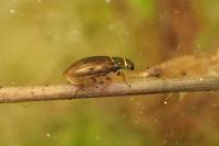 Helophorus