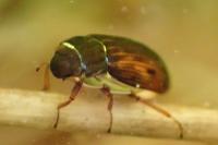 Helophorus