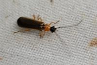 Rhagonycha lutea