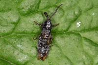 Phosphaenus hemipterus