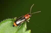 Attalus minimus