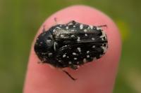 Oxythyrea funesta