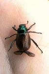 Phyllopertha horticola