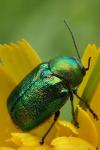 Cryptocephalus