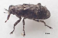 Gasterocercus depressirostris
