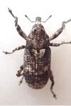 Gasterocercus depressirostris