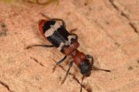 Thanasimus formicarius