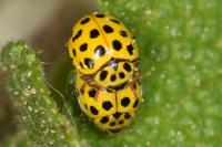 Psyllobora vigintiduopunctata
