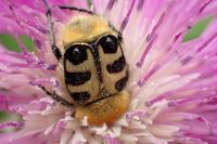 Trichius gallicus