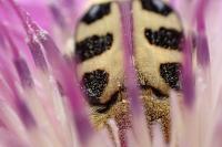 Trichius gallicus