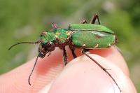 Cicindela campestris