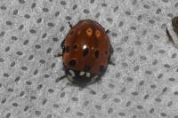 Anatis ocellata