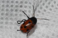 Cryptocephalus bipunctatus