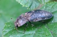 Agrypnus murinus