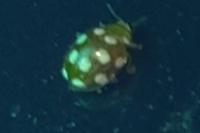 Vibidia duodecimguttata