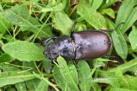 Lucanus cervus