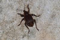 Brachypera zoilus
