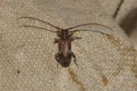 Exocentrus adspersus