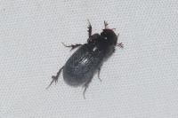 Aphodius