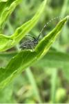 Agapanthia cardui