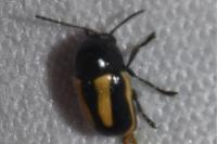 Cryptocephalus vittatus